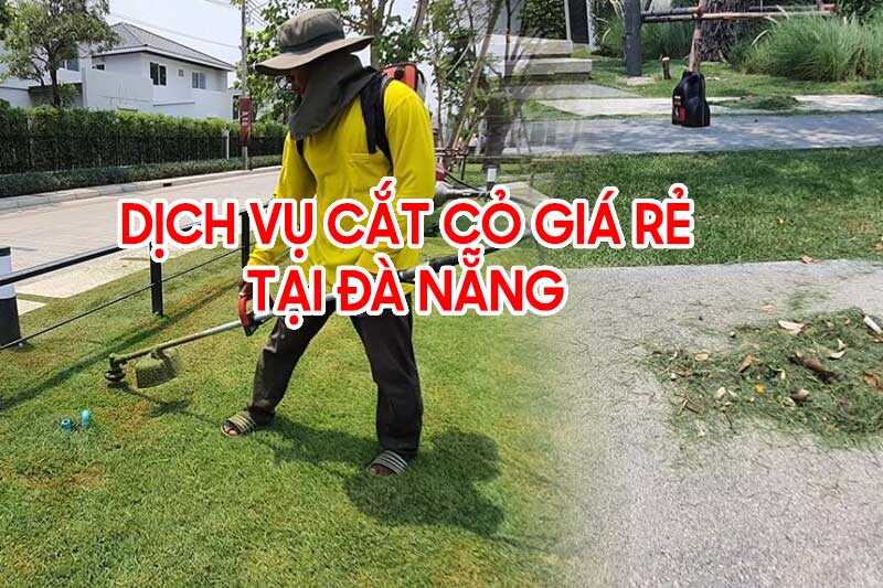 Dịch vụ cắt cỏ tại Đà Nẵng, Hội An - Quảng Nam, Lăng Cô Huế