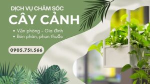 Dịch vụ chăm sóc cây cảnh, cây xanh văn phòng tại Đà Nẵng