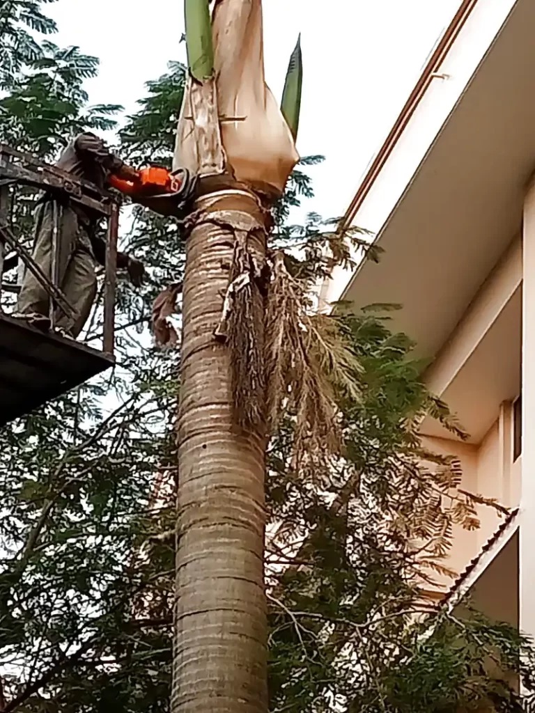 Kỹ Thuật Tỉa Thưa Tán Lá: Bí Quyết Giảm Sức Cản Gió Cho Cây Xanh 1 chat cay dua